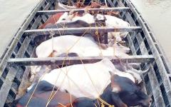 Conflict between two groups in Nagpur over cattle smuggling
								