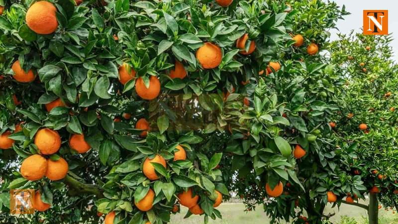 Vidarbha to Get 3 New Orange Packaging Units by December 2025