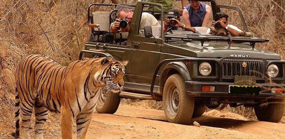 Travelers to the Tadoba-Andhari tiger project are gathering in a rush