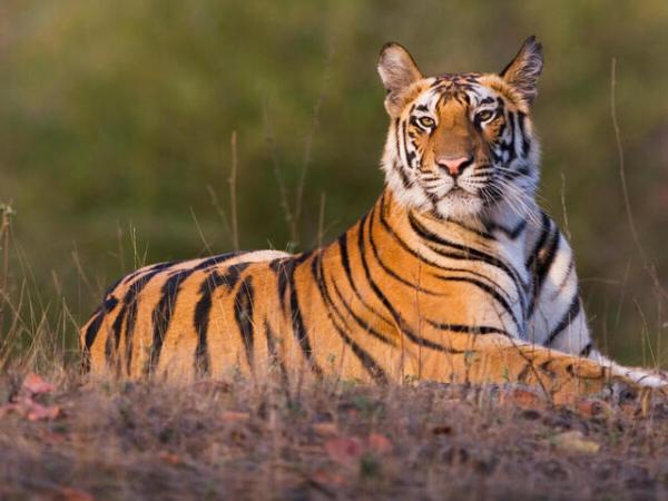 Eight tigers have recently been released into Sahyadri Tiger Reserve