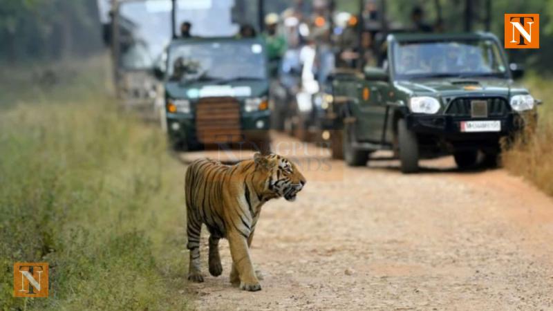 Mobile Phone Ban During Jungle Safaris in Maharashtra Sparks Mixed Reactions